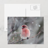 Hübsches Red Finish-Foto Postkarte (Vorne/Hinten)