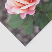 Hübsches Rosa Rose Foto Seidenpapier (Ausschnitt)