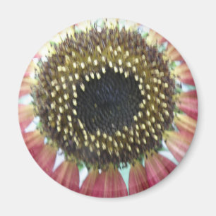 Hübsches Rosa Sonnenblumenmagazin Magnet