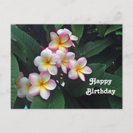 Hübsches Rosa und Gelbe Plumeria Geburt Postkarte