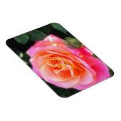 Hübsches Rosa- und Orange-Rose-Macro-Foto Magnet (Rechte Seite)
