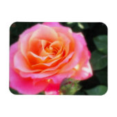 Hübsches Rosa- und Orange-Rose-Macro-Foto Magnet (Horizontal)