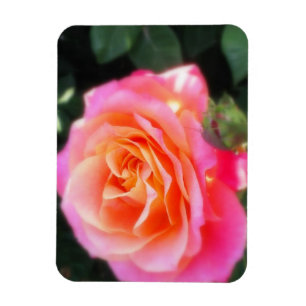 Hübsches Rosa- und Orange-Rose-Macro-Foto Magnet