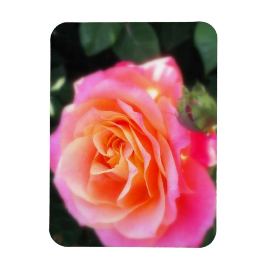 Hübsches Rosa- und Orange-Rose-Macro-Foto Magnet (Vertikal)