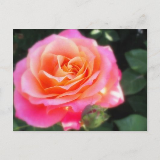 Hübsches Rosa- und Orange-Rose-Macro-Foto Postkarte (Vorderseite)