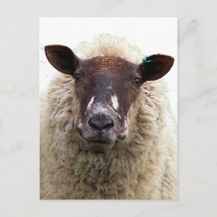 HÜBSCHES SCHAF POSTKARTE