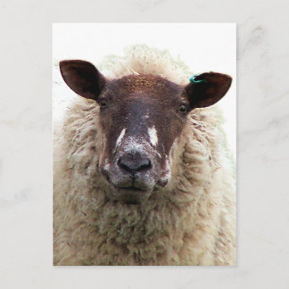 HÜBSCHES SCHAF POSTKARTE