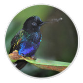 Hübsches Schwarz, Blau und Grüner Hummingvogel Keramikknauf (Vorderseite)