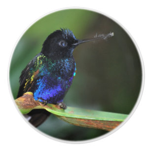 Hübsches Schwarz, Blau und Grüner Hummingvogel Keramikknauf