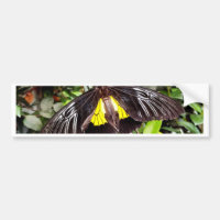 hübsches Schwarz-Gelb-Schmetterling-Foto