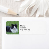 Hübsches Schwarz-Weiß-Tuxedo-Kat-Foto (Insitu)