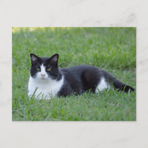 Hübsches Schwarz-Weiß-Tuxedo-Kat-Foto Postkarte