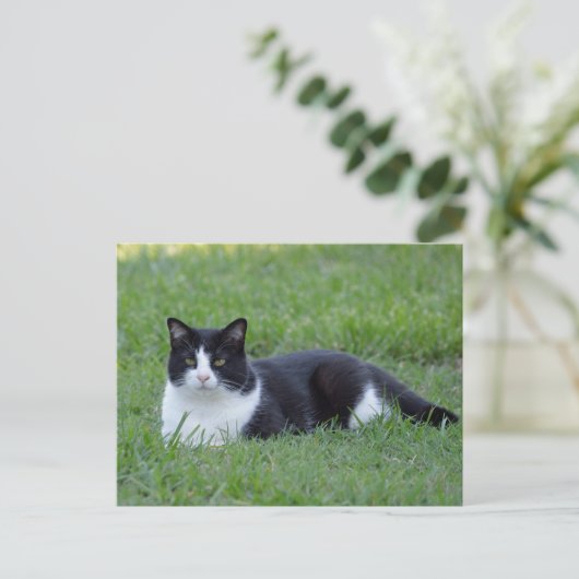 Hübsches Schwarz-Weiß-Tuxedo-Kat-Foto Postkarte (Stehend Vorderseite)