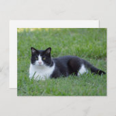 Hübsches Schwarz-Weiß-Tuxedo-Kat-Foto Postkarte (Vorne/Hinten)