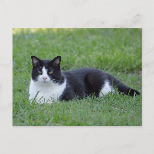 Hübsches Schwarz-Weiß-Tuxedo-Kat-Foto Postkarte (Vorderseite)
