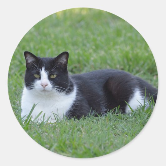 Hübsches Schwarz-Weiß-Tuxedo-Kat-Foto Runder Aufkleber (Vorderseite)
