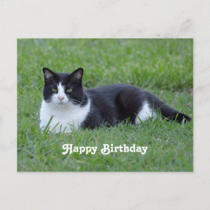 Hübsches Schwarz-Weiß-Tuxedo-Katze Foto Geburtstag Postkarte