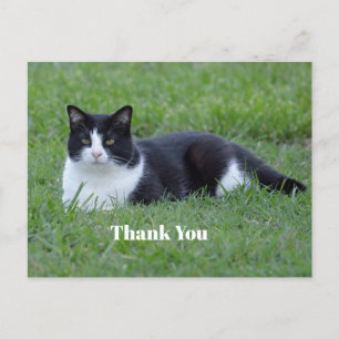 Hübsches Schwarz-Weiß-Tuxedo-Katzen-Foto Danke Postkarte