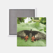 Hübsches Schwarzes Rot und Gold Butterfly Magnet (Vorderseite/Rückseite)