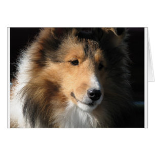 Hübsches sheltie Gesicht