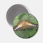 Hübsches Tropenklappenmagnet Magnet (Vorderseite/Rückseite)
