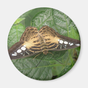 Hübsches Tropenklappenmagnet Magnet