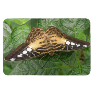 Hübsches Tropenklipper-Butterfly Premium-Magnet Magnet