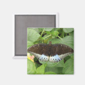 Hübsches Tropenschmetterlingsmagnet Magnet (Vorderseite/Rückseite)
