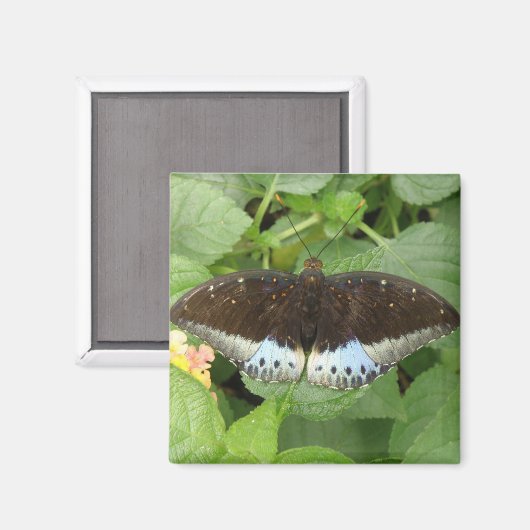 Hübsches Tropenschmetterlingsmagnet Magnet (Vorderseite/Rückseite)