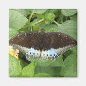 Hübsches Tropenschmetterlingsmagnet Magnet (Vorne)