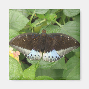 Hübsches Tropenschmetterlingsmagnet Magnet