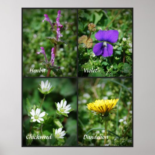 Hübsches Unkrautposter Poster (Vorne)