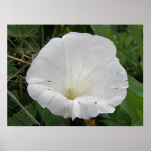 Hübsches weißes Convolvula-Blume-Poster Poster