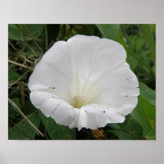 Hübsches weißes Convolvula-Blume-Poster Poster (Vorne)