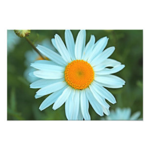 hübsches weißes Gänseblümchen-Blumenbild. Fotodruck