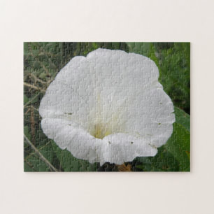 Hübsches Weißes Konvolvulus Blume Puzzle