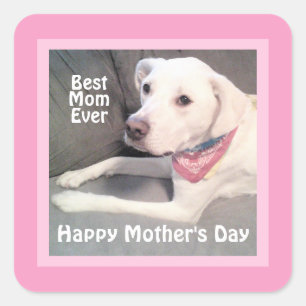 Hübsches weißes Labrador Retriever Mix Hund Pink M Quadratischer Aufkleber