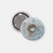 Hübsches Weißes Löwenzahn Magnet (Vorderseite/Rückseite)