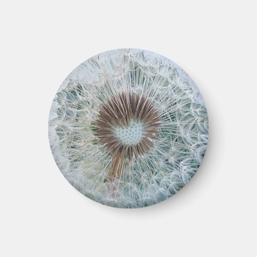Hübsches Weißes Löwenzahn Magnet (Vorne)