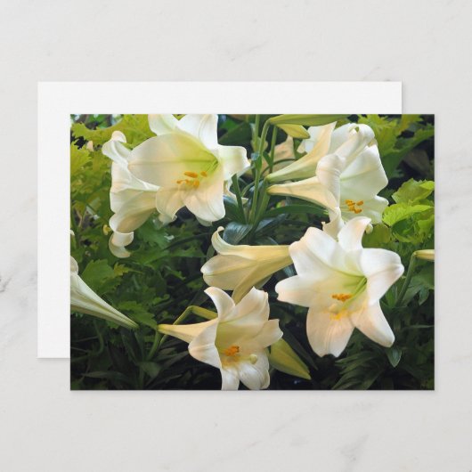 Hübsches weißes Osterlilien Foto Postkarte (Vorne/Hinten)