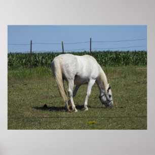 Hübsches weißes Pferd, das auf einem Feld auf eine Poster