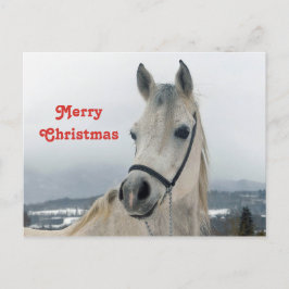 Hübsches Weißes Pferd Foto Weihnachten Postkarte
