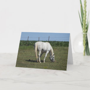 Hübsches weißes Pferd steht auf dem Feld leer Karte