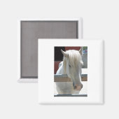 Hübsches Weißpferd Magnet (Vorderseite/Rückseite)