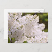 Hübsches White Lilacs Foto Postkarte (Vorne/Hinten)