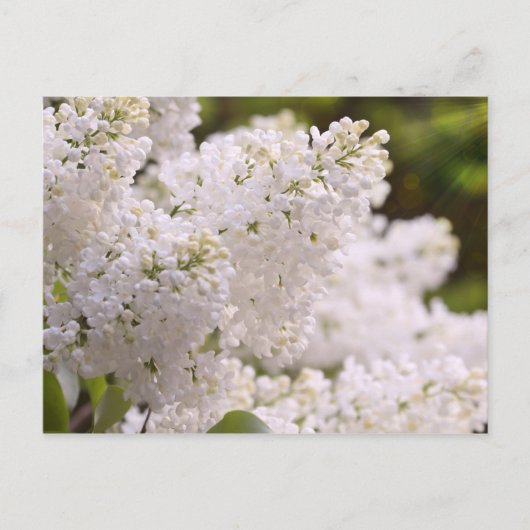 Hübsches White Lilacs Foto Postkarte (Vorderseite)