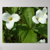 Hübsches White Trillium Poster (Vorne)