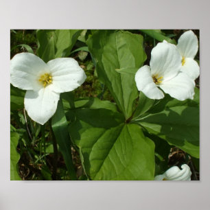 Hübsches White Trillium Poster