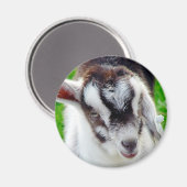Hübsches Ziegenkid Magnet (Vorderseite/Rückseite)