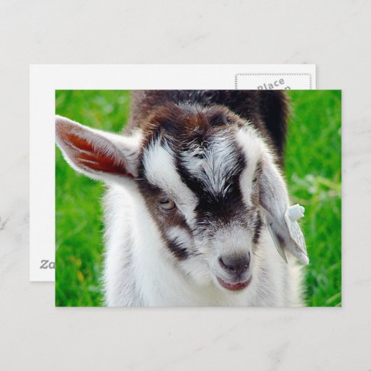 Hübsches Ziegenkid Postkarte (Vorne/Hinten)
